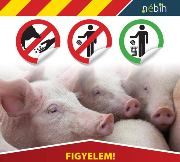 Tájékoztató afrikai sertéspestisről